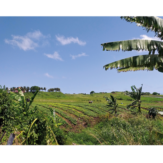 The Caribbean region is not only known for its stunning beaches and vibrant culture but also for its rich tradition of natural beauty. 